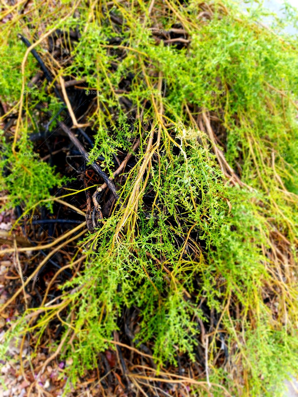 Bringing life back to this beauty