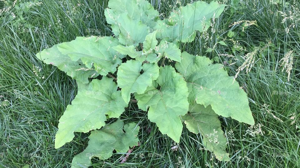 Burdock
