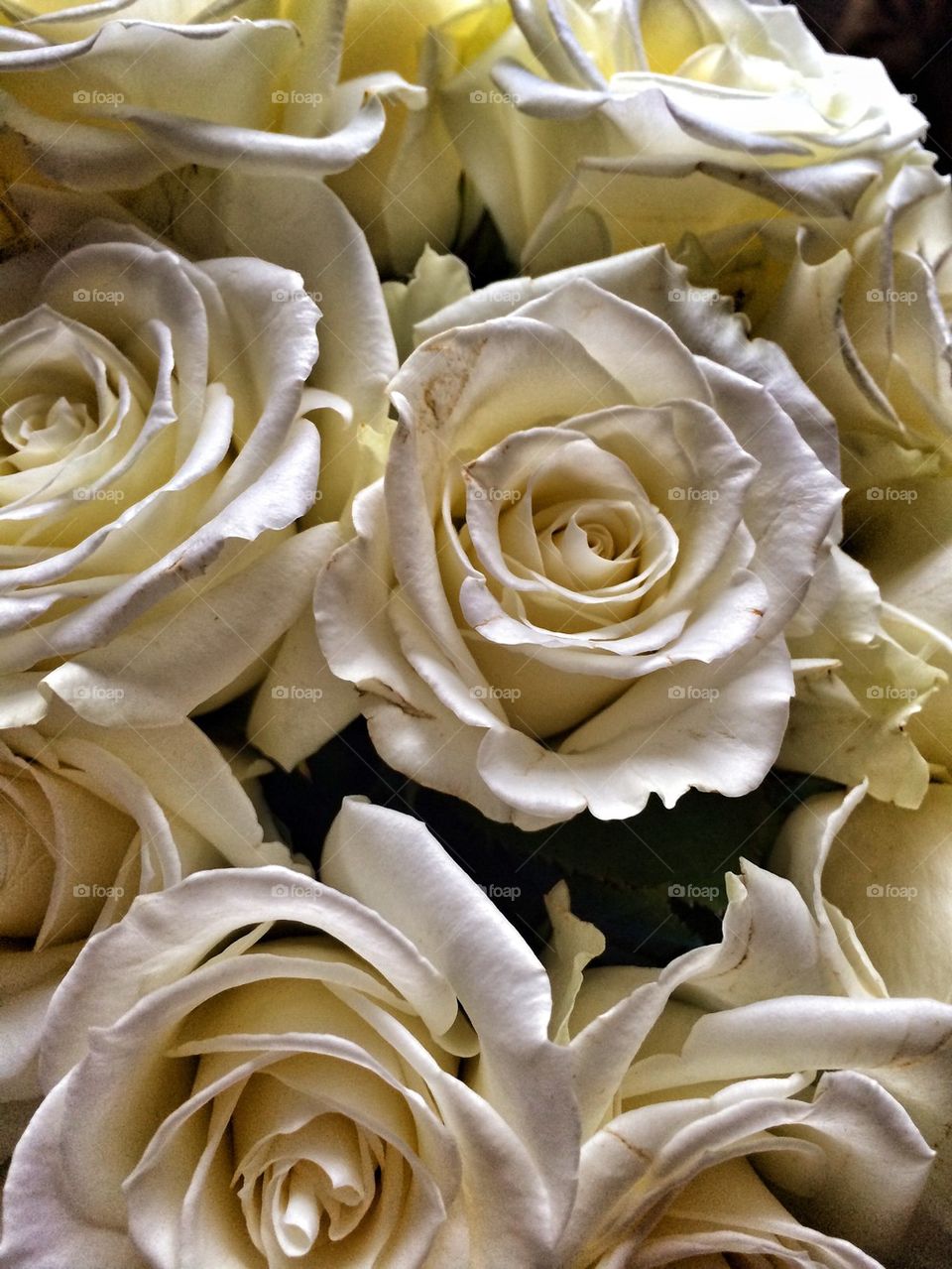 Whit roses