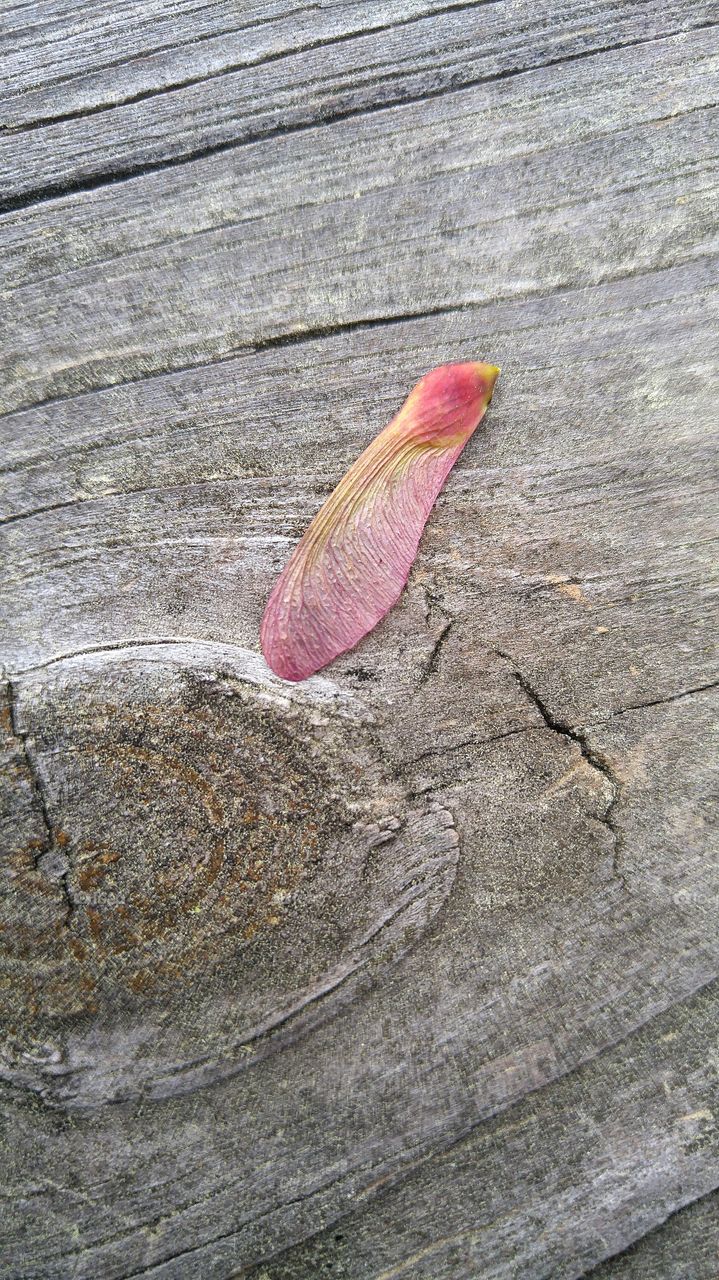 little link seed pod