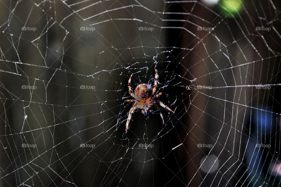 closeup of orb weaver spider in web