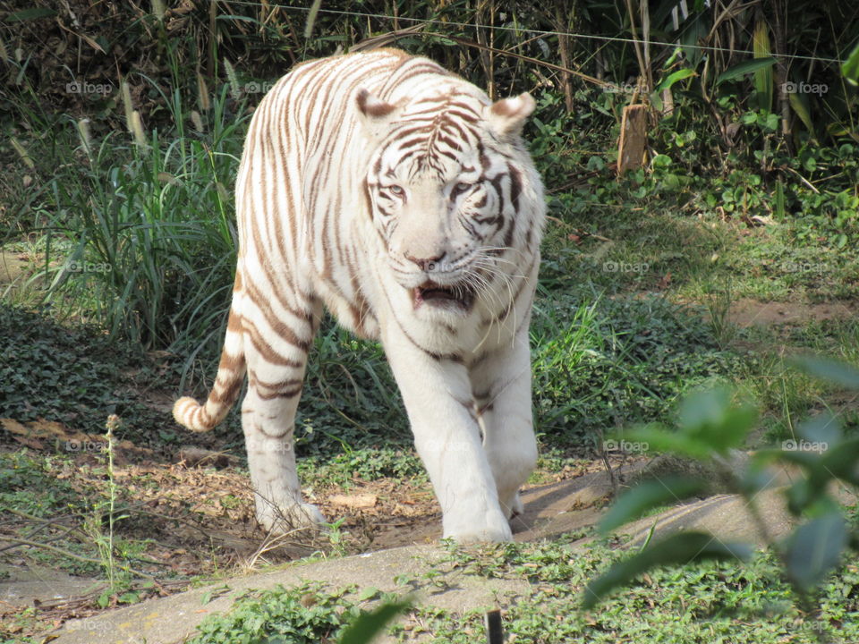 Tigre Branco