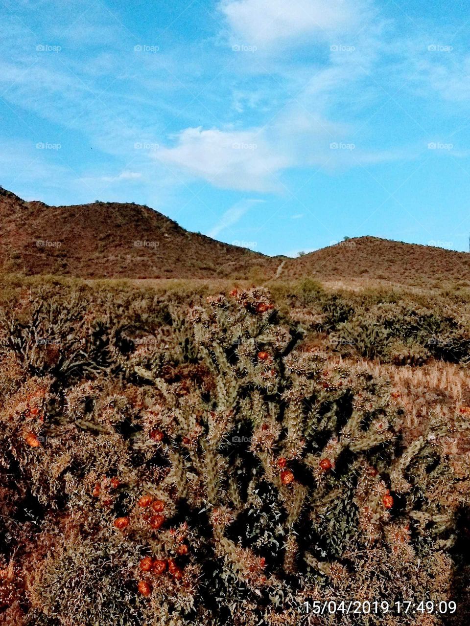 Phoenix Mtn. Preserve in bloom