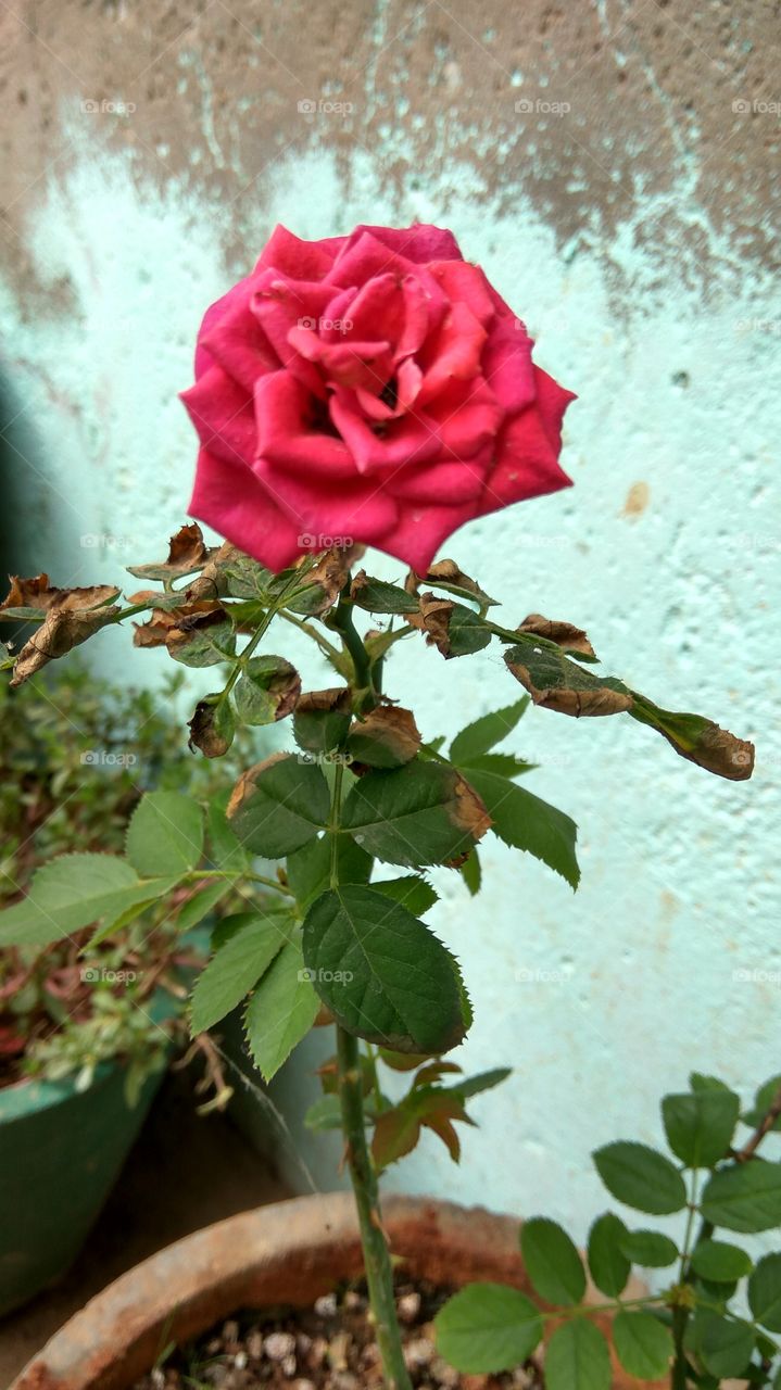 the colour of red rose