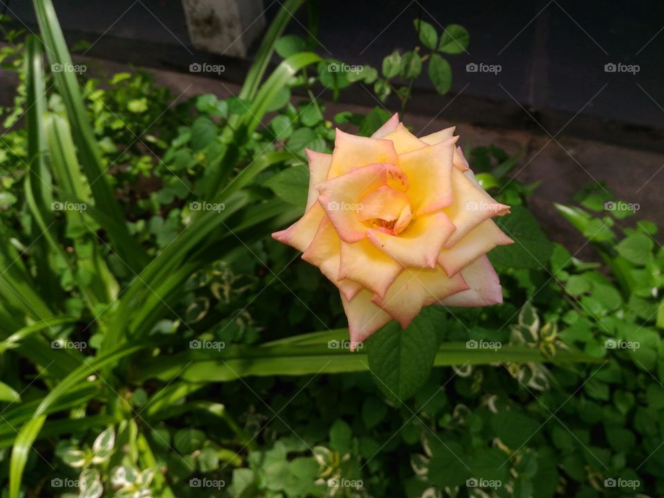 rosa amarela