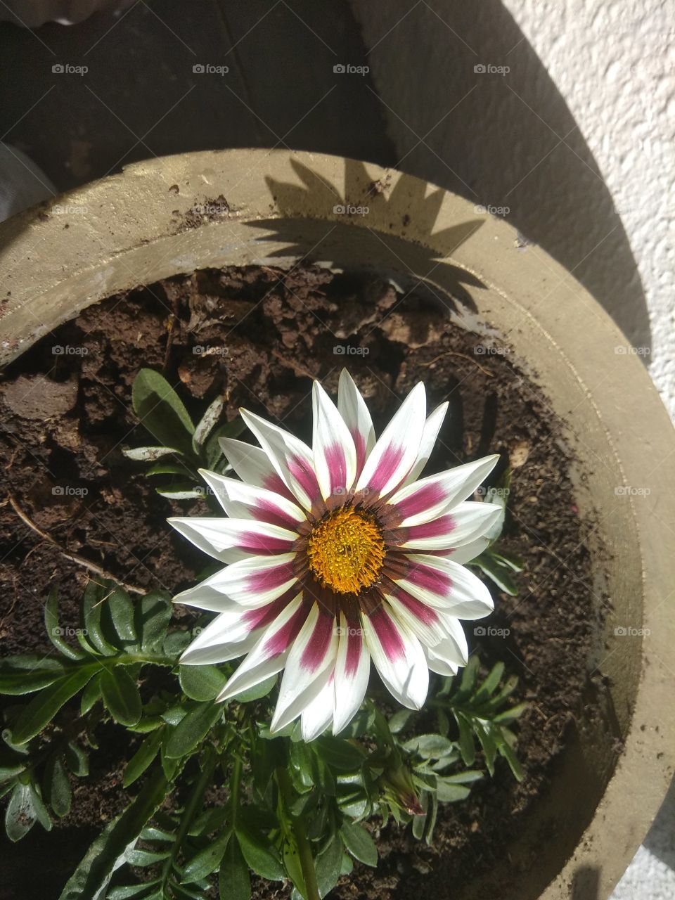 A beautiful flower with beautiful colour combination!!