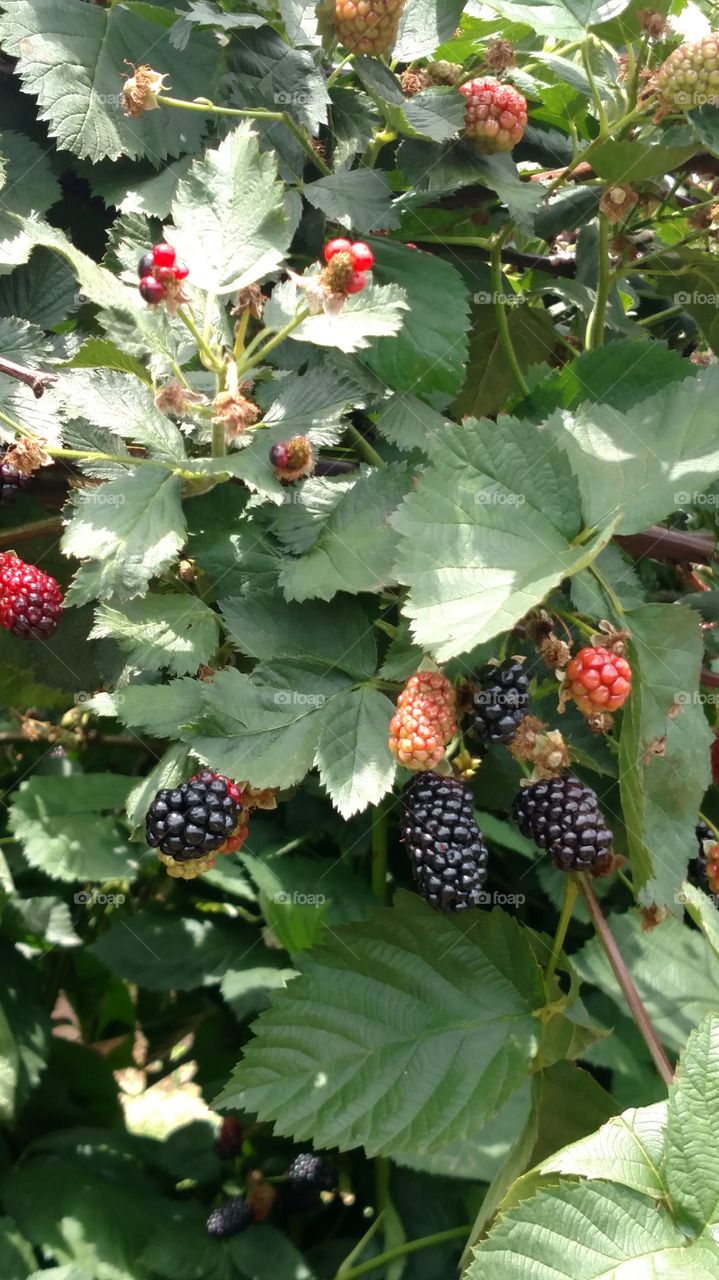 Blackberry picking time