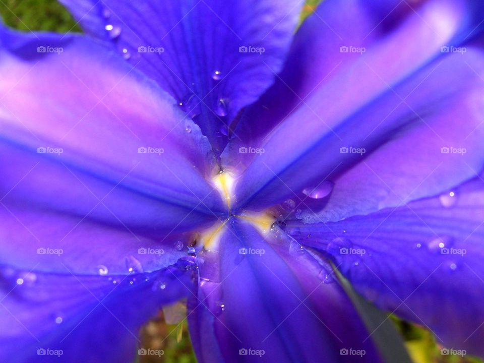 very close up And detailed purple wet Flower