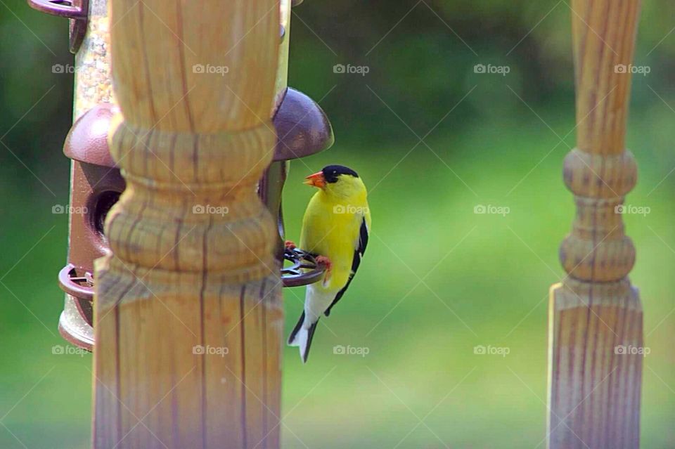 Golden Finch