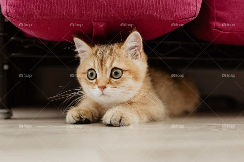 Scared Kitty Hiding