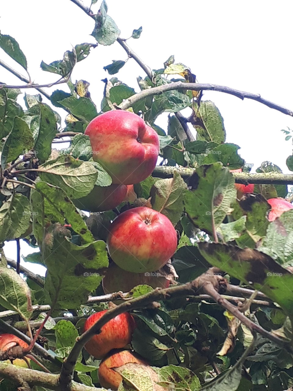 Orchard Apples