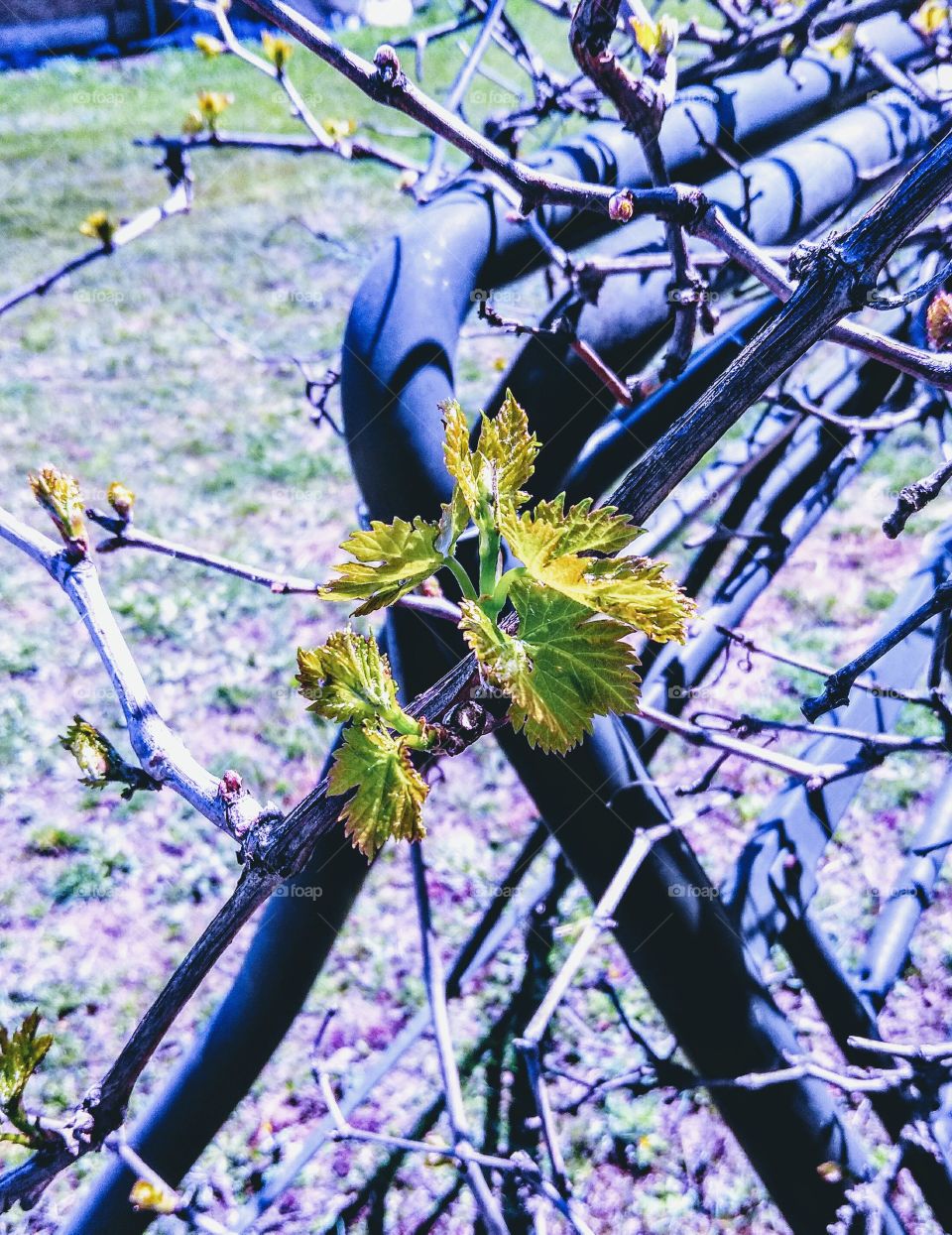 Grapevines first bloom
