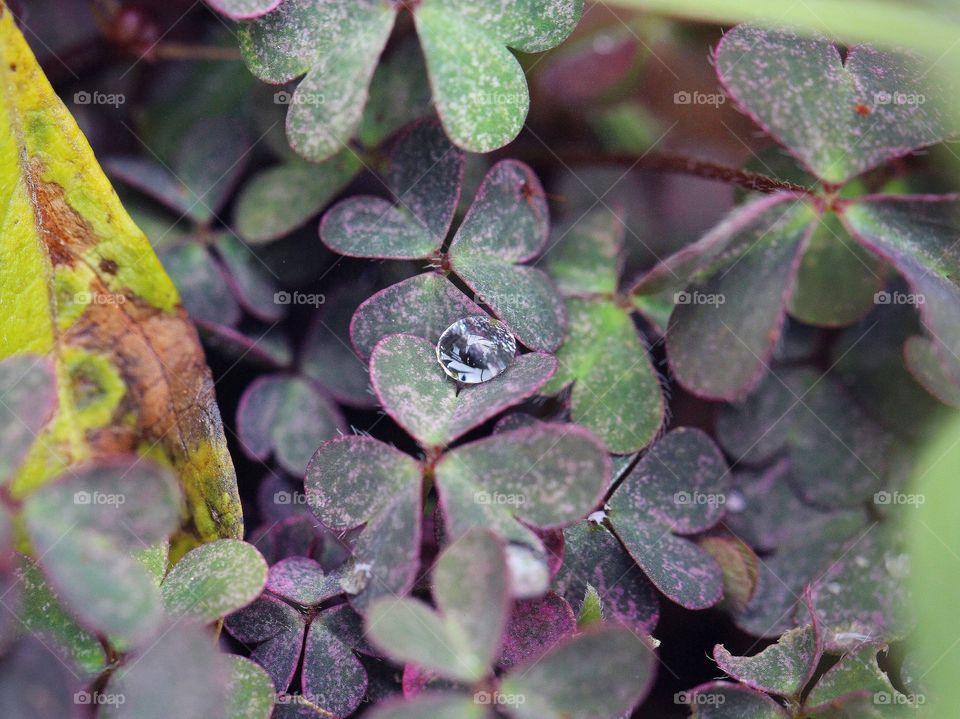 Beautiful macro raindrop in some cloverleafs 