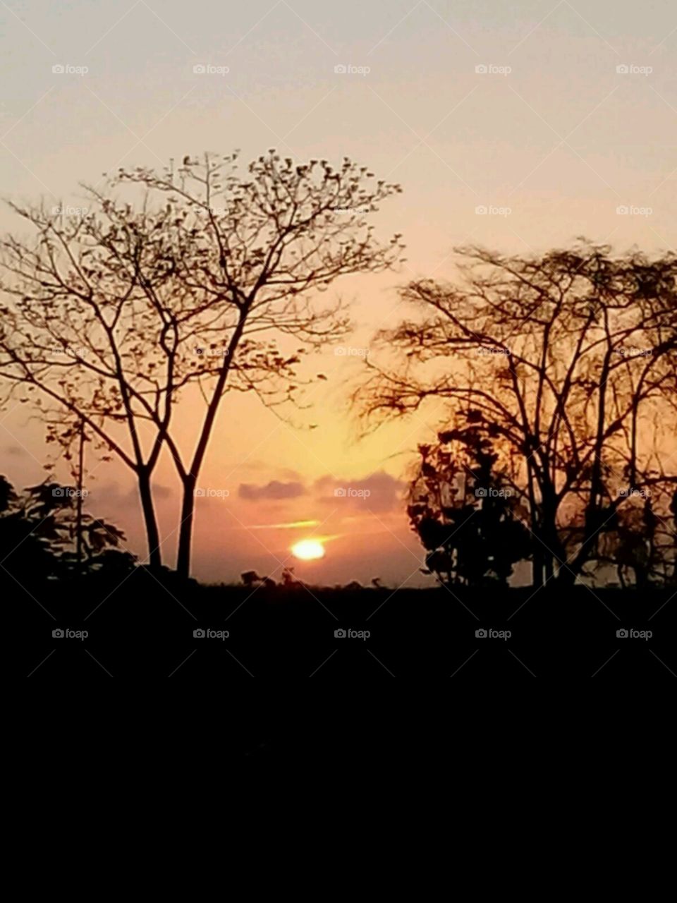 Sunset, Landscape, Tree, Dawn, Sun