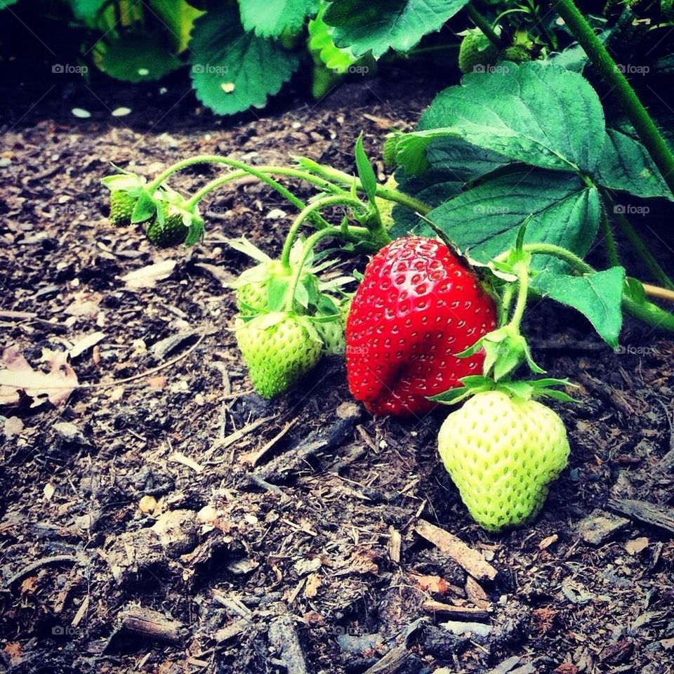 First strawberry 