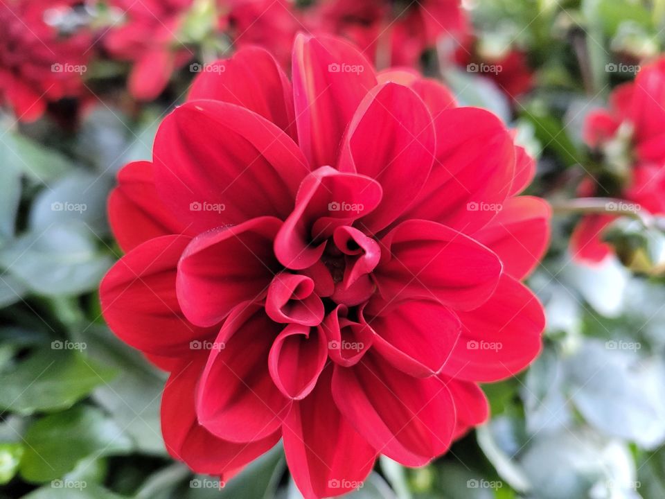 Stunning red colored petals of blooming Dahlia Flower, deep red color of blossoming plant in the garden.