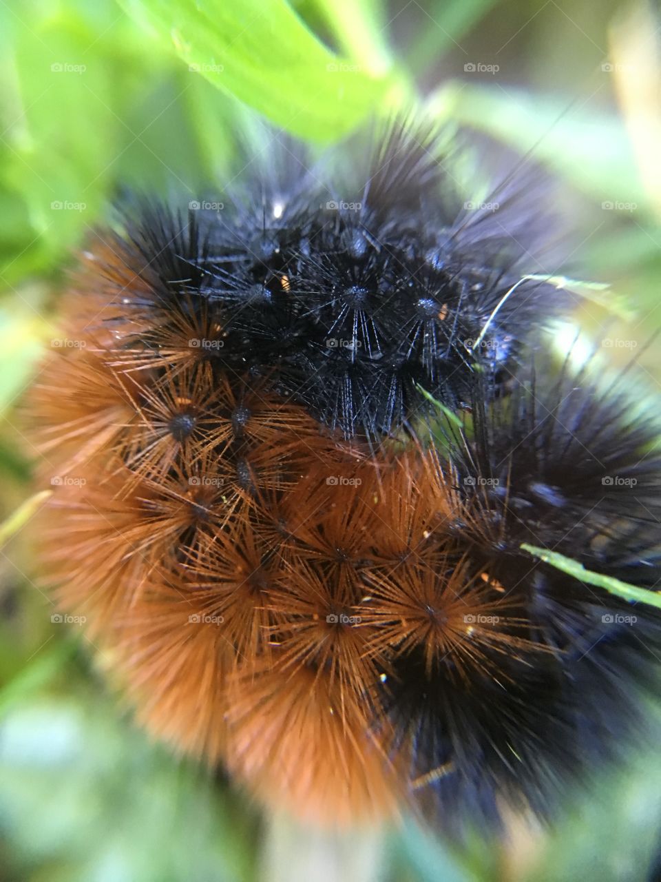 Wooly bear caterpillar