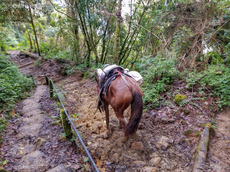 A porter horse carrying gear down Mt Chirripo in Costa Rica.
