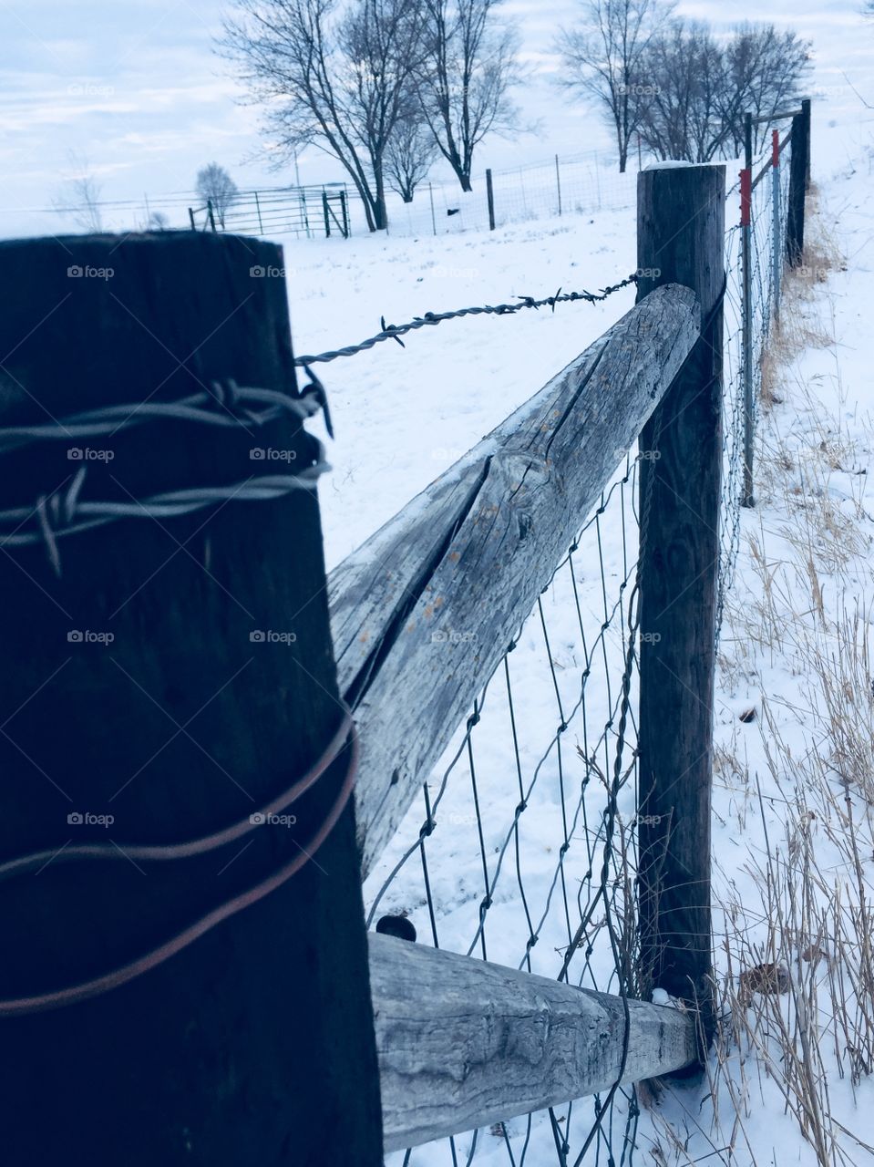 Angled view of barbed-wire-wrapped fence posts and wire fencing around a cattle pasture in winter