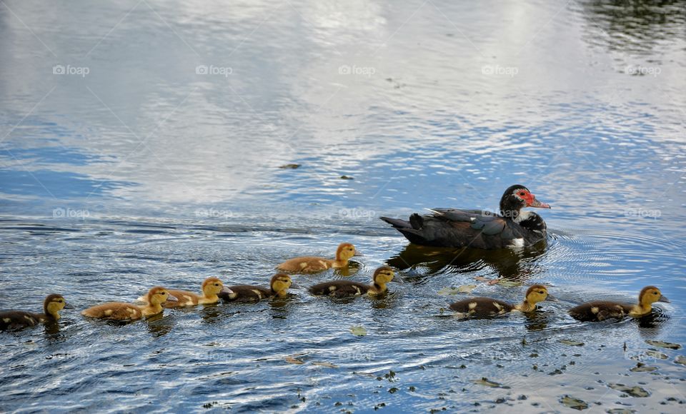 Duck and ducklings in water