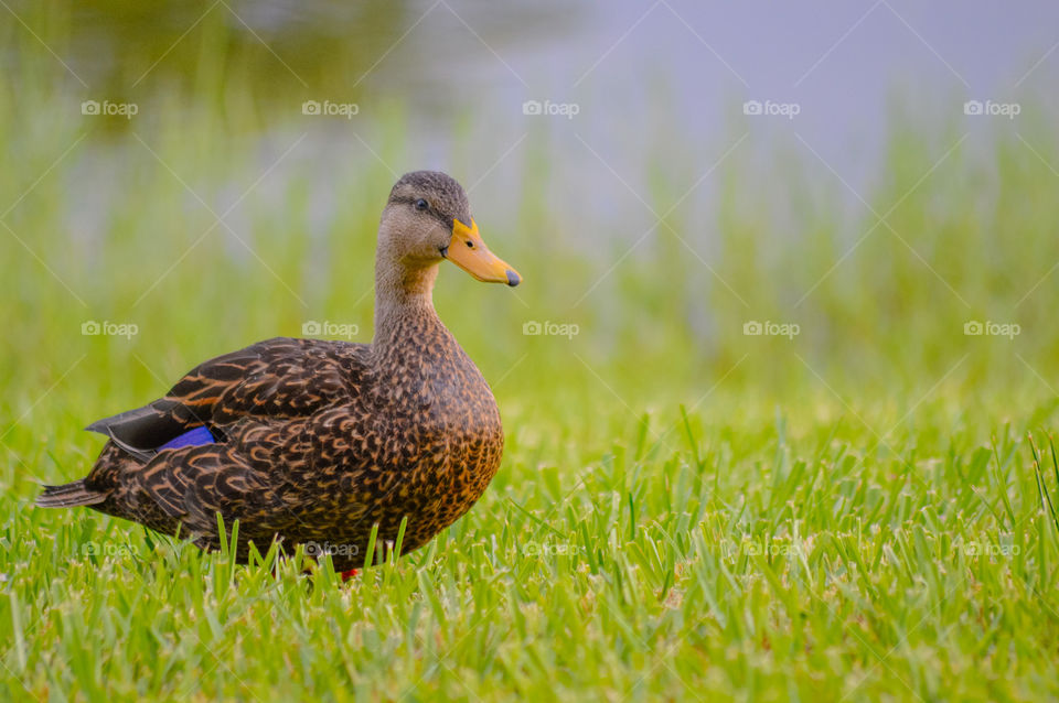 Brown duck in the grass