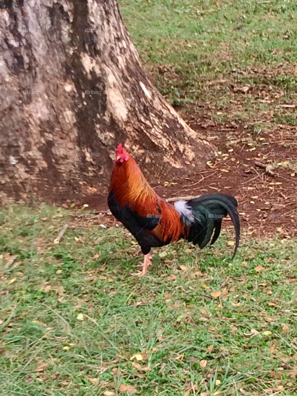 Fancy Rooster