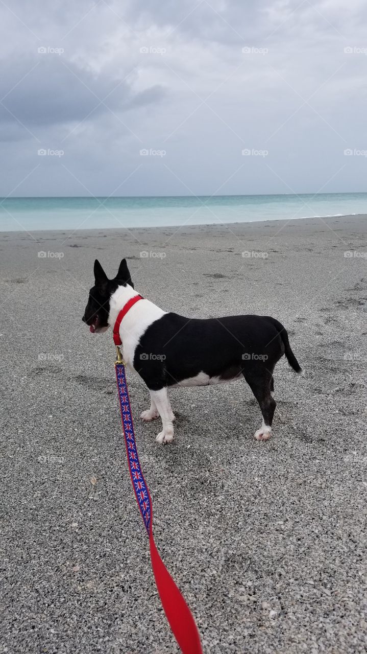 Milli Tot taking in the picturesque aqua blue water at the beach