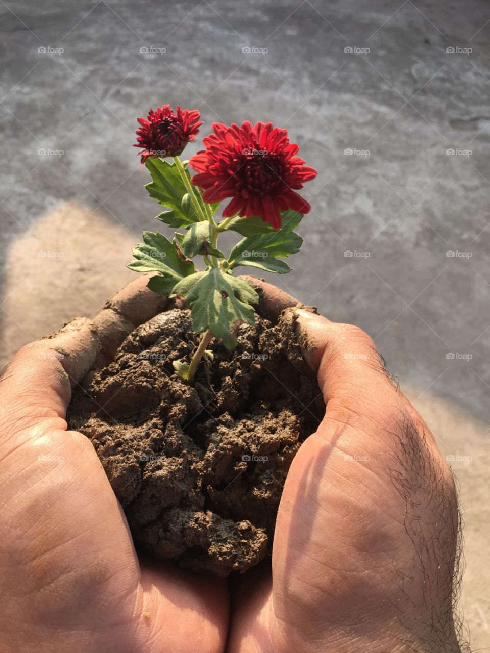 Soil, Flower, No Person, Ball Shaped, Growth