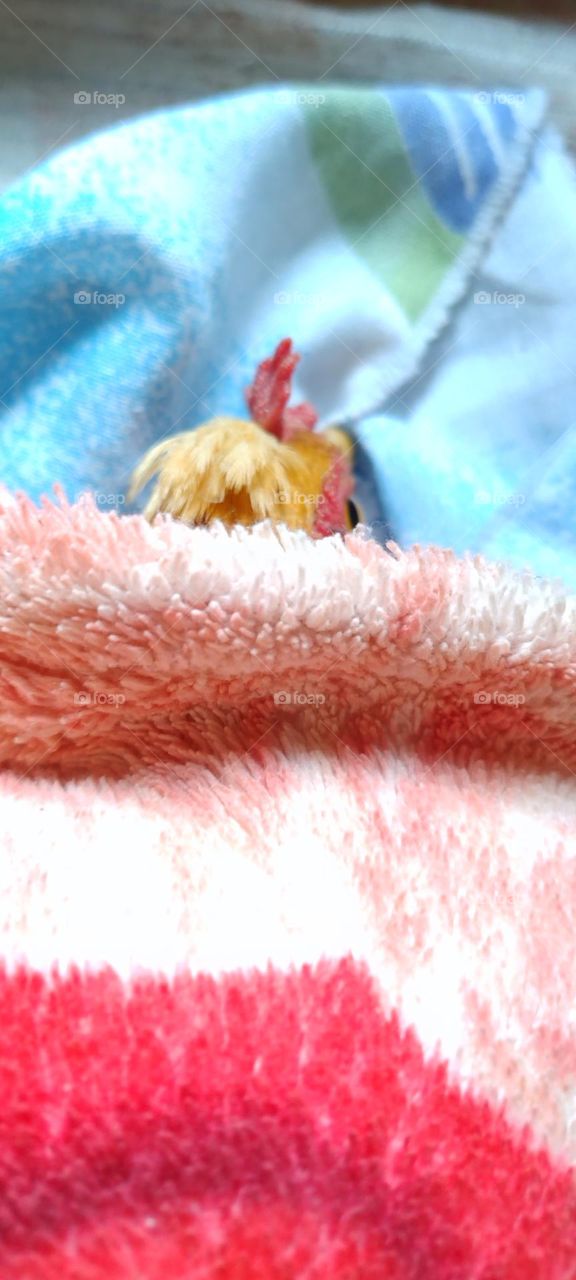 sleeping chicken