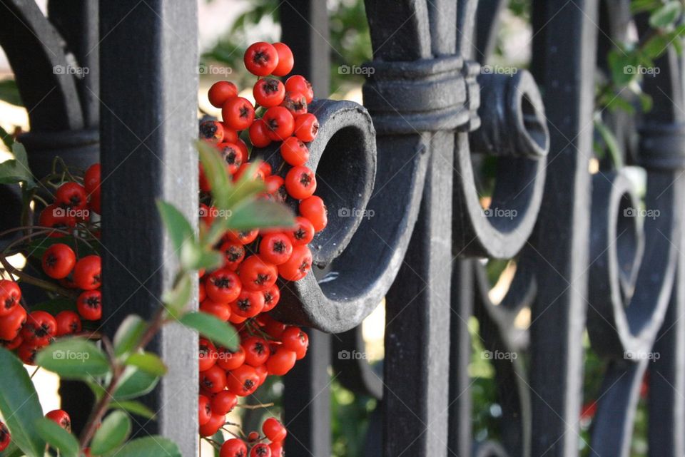 vogelbeeren