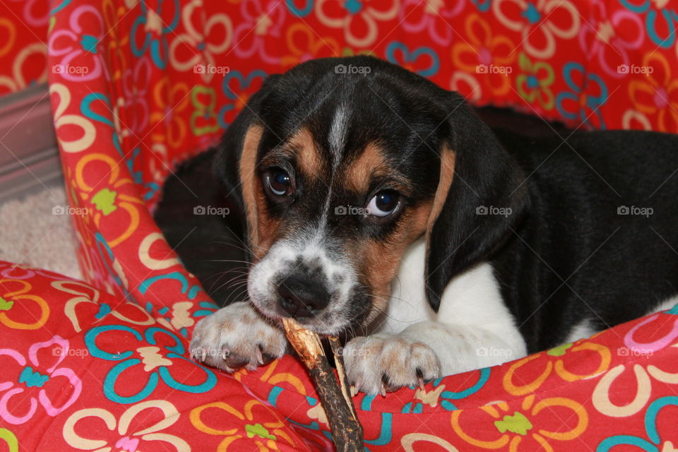 little beagle puppy gnaws a stick on a red bed