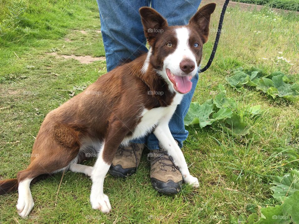 Dog having a rest on a long walk (beautiful different coloured eyes)