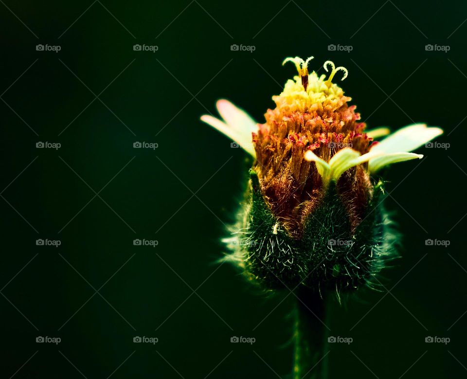 Plant photography - Flower bud - coatbutton 
