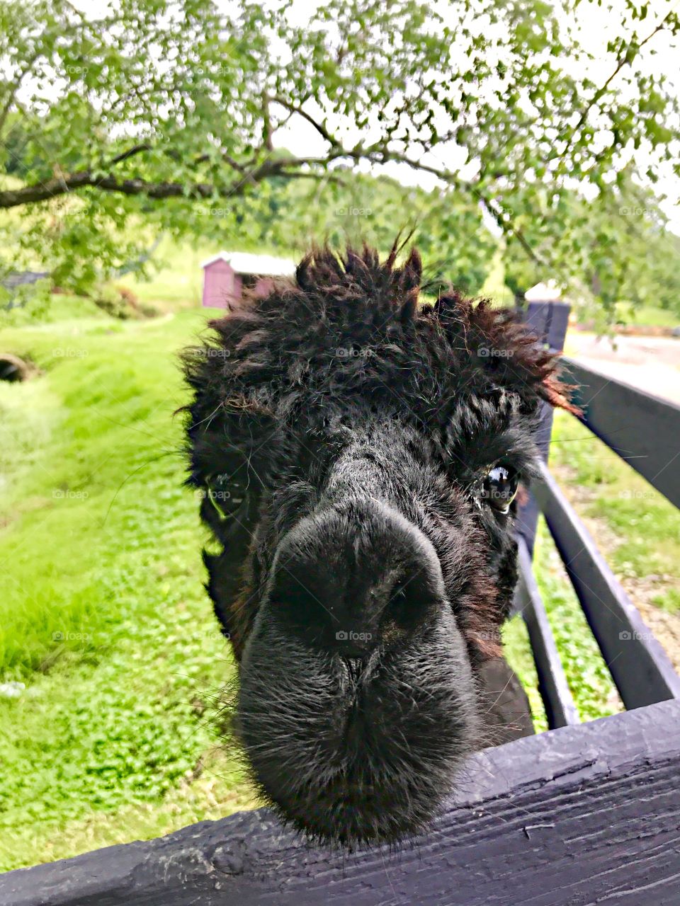 Summertime pets, sweet alpaca , Sugarcreek Ohio