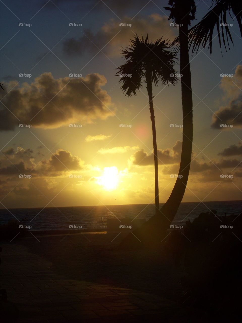 Sunset and palm trees Florida
