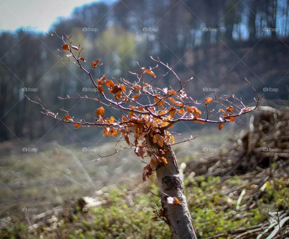 Klimawandel