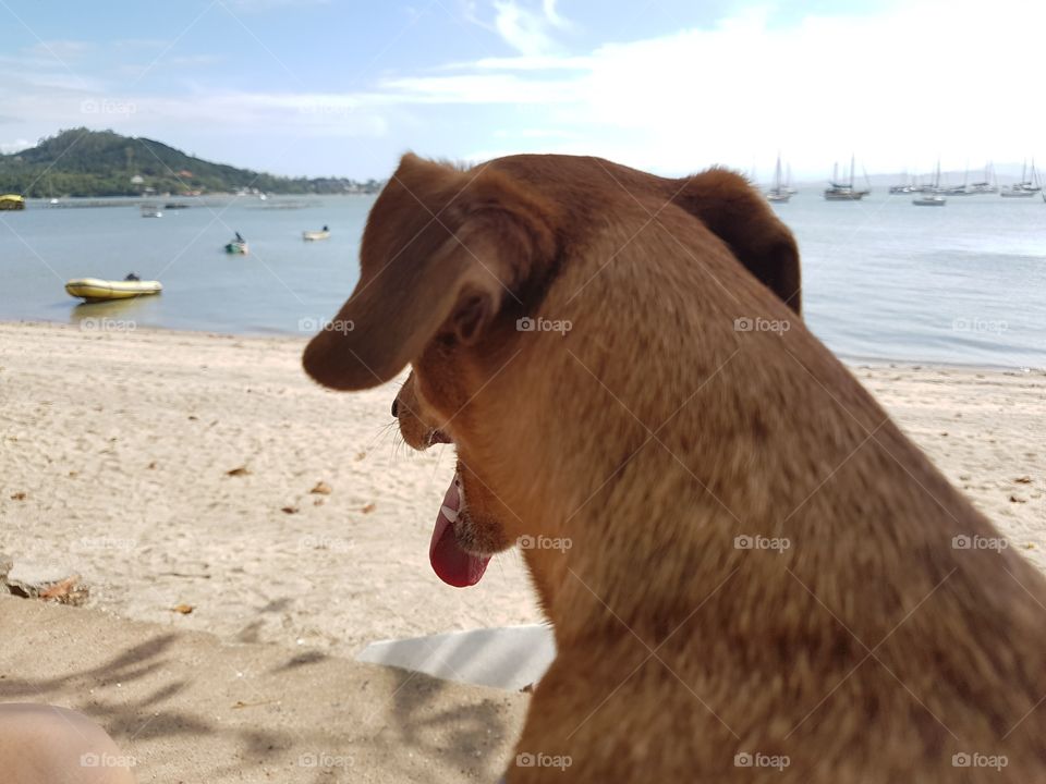 dog and beach