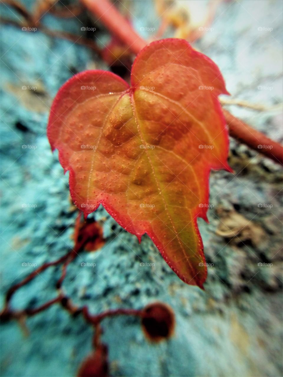 fall leaf