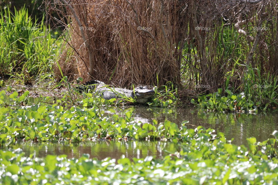Alligator on the bank of a Louisiana Swamp.