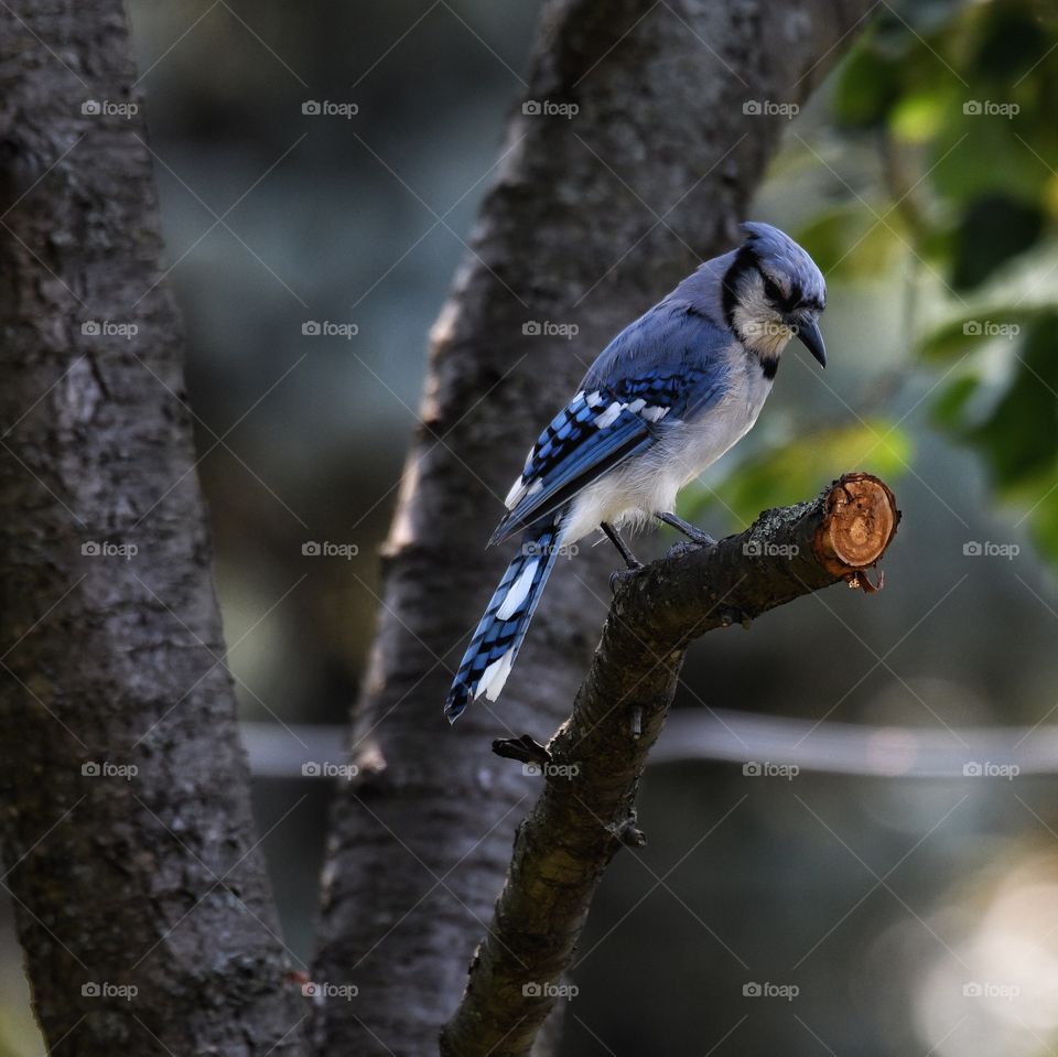 Blue Jay my yard 