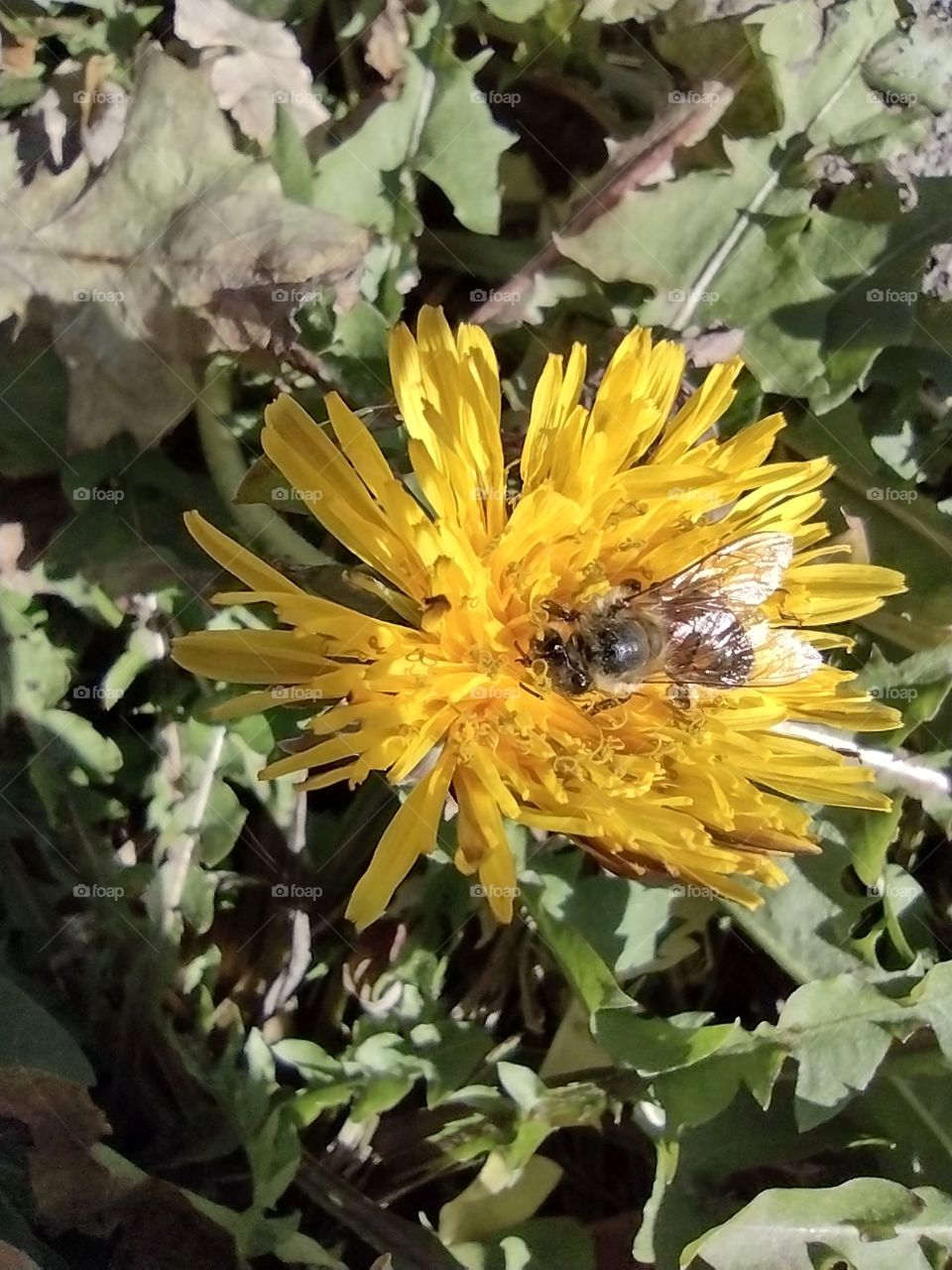 Unfiltered lovely bee on a Dandelion