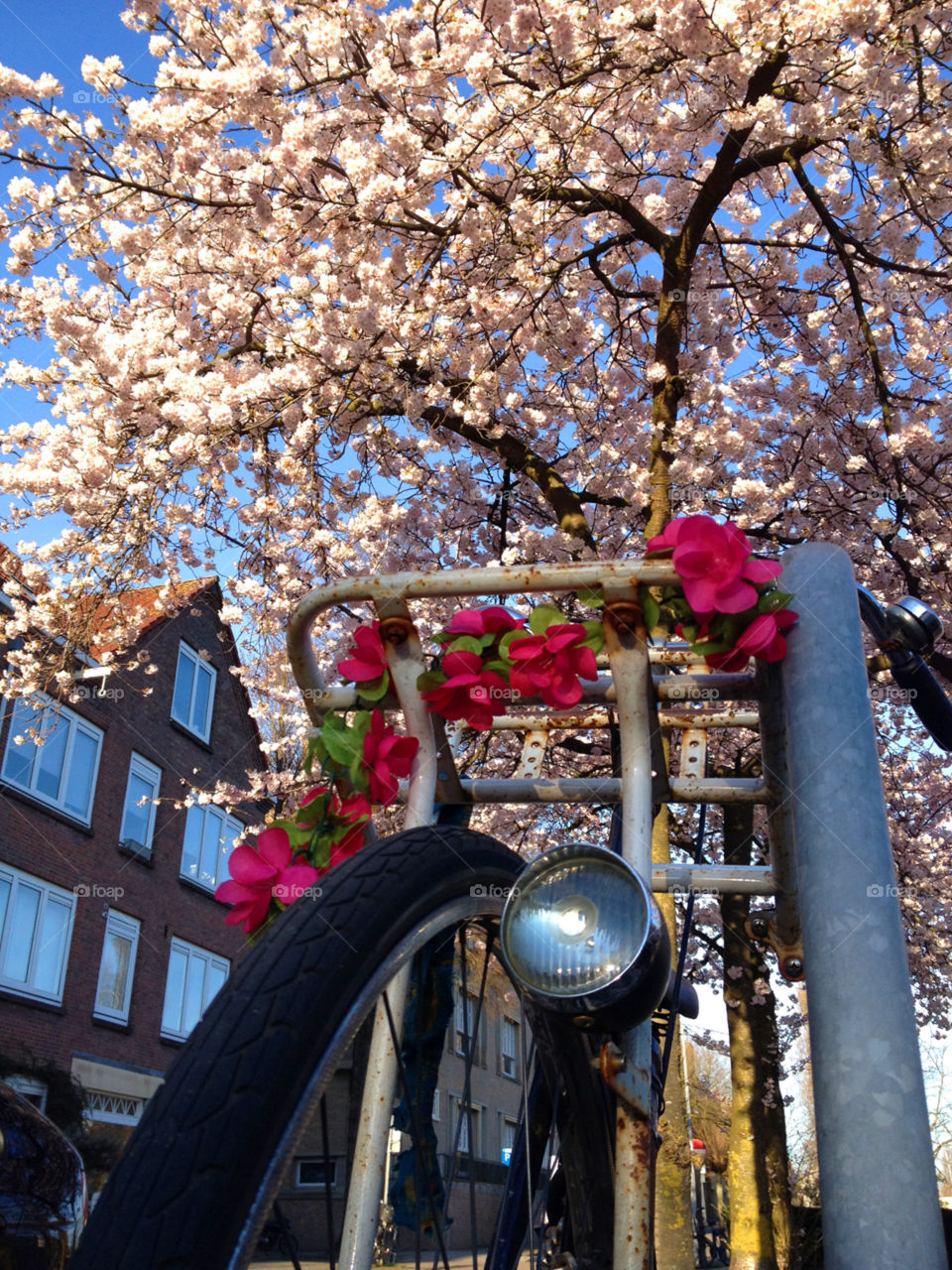 Parked bicycle in a street of Amsterdam under a blossoming cherry tree