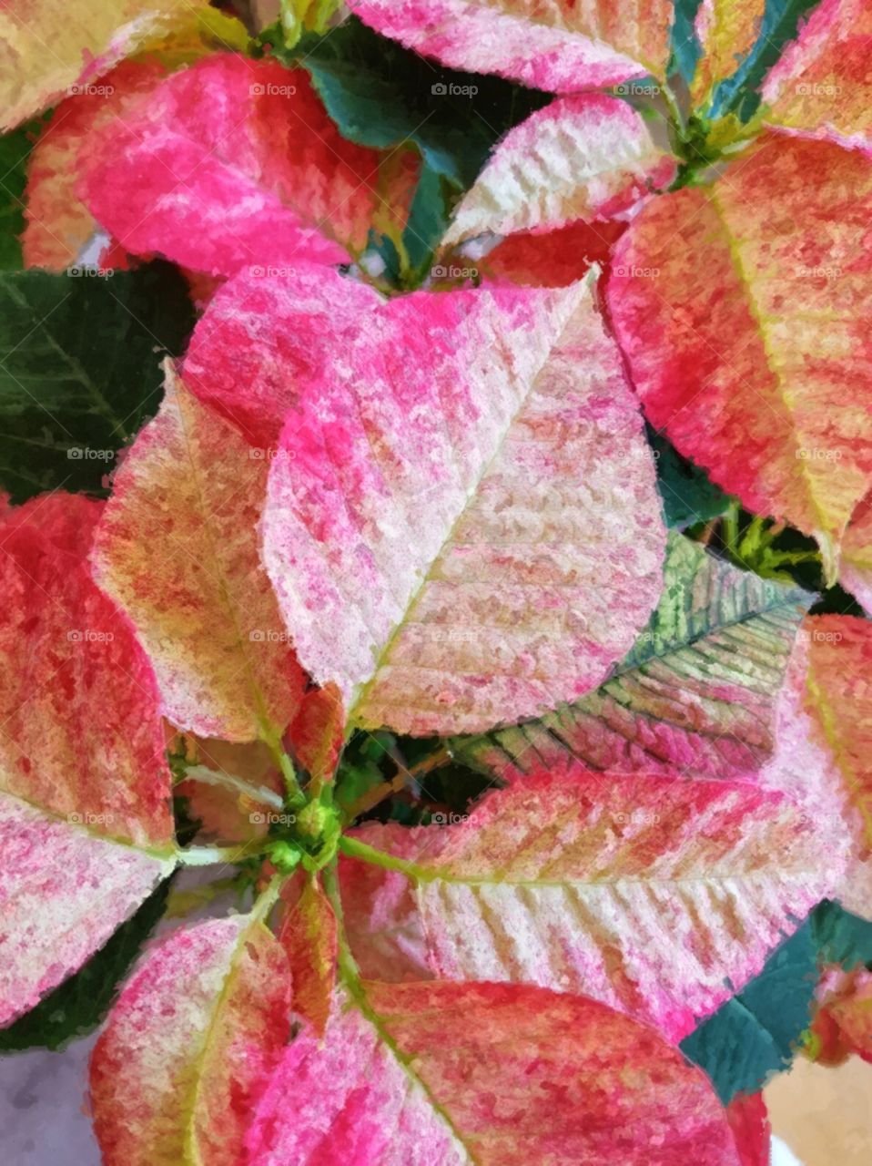 Painterly Poinsettias 