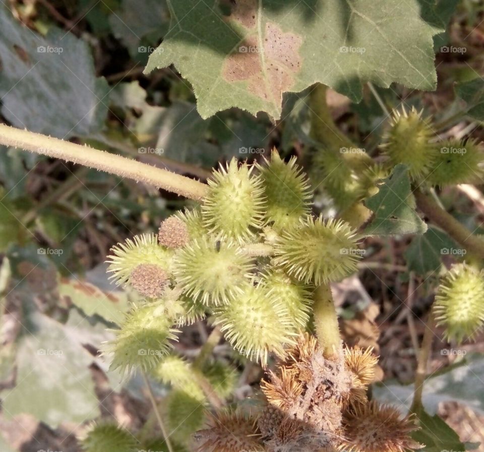 Photo of bunion,thorny fruit photo of bunion,raw fruit photo of bunny,real photo of bunion,natural photo of bunion,good photo of indian bunion,a one new photo of bunion,nice photo of bunion,colour photo of bunion,no. 1 photo of bunion