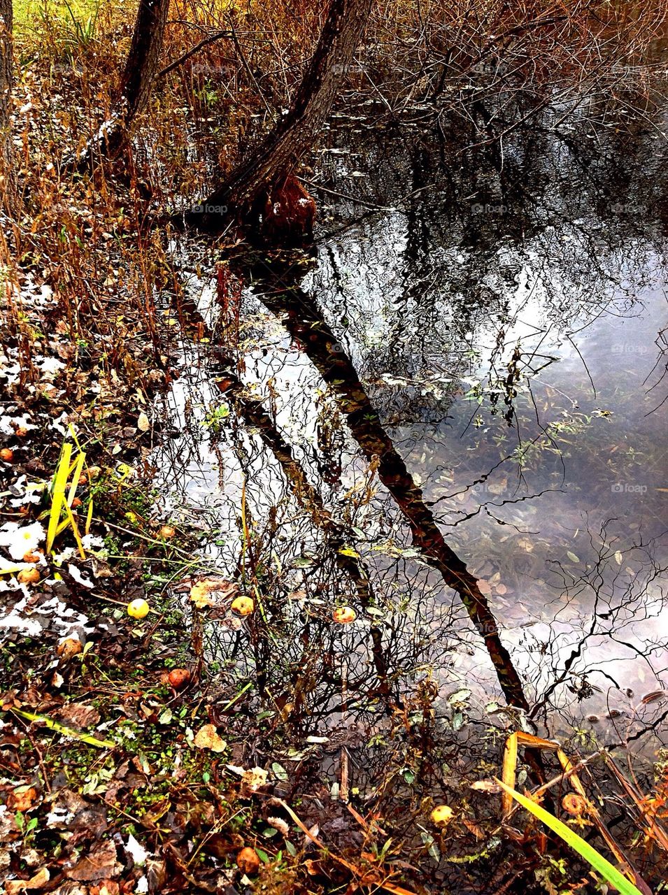 Pond reflections