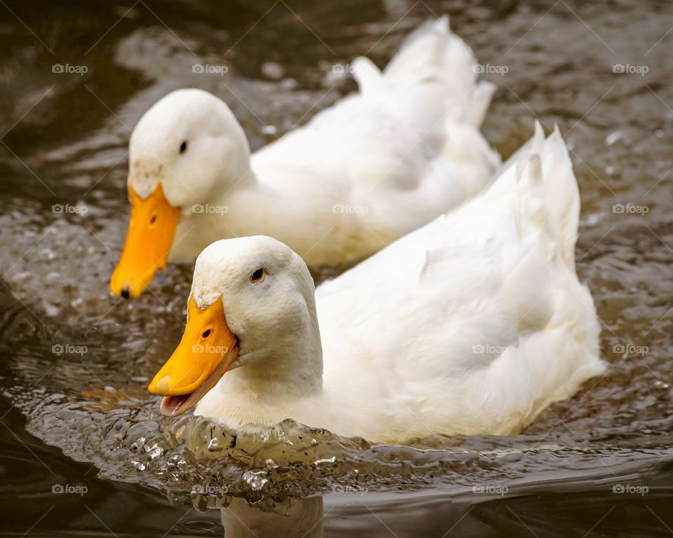 Two white ducks