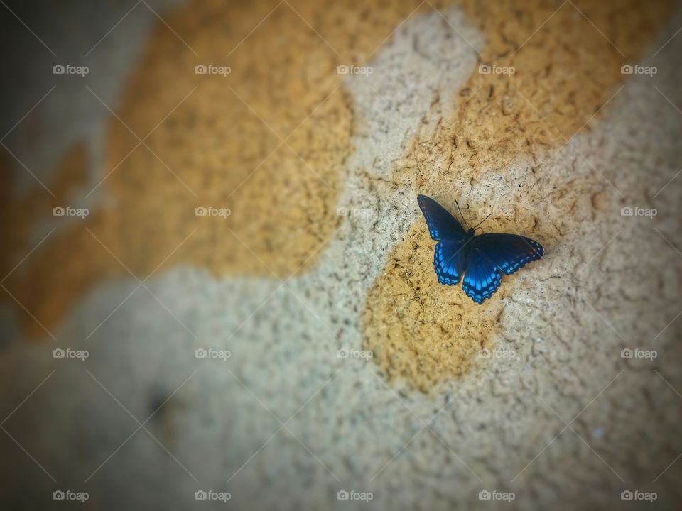 Butterfly on colored concrete