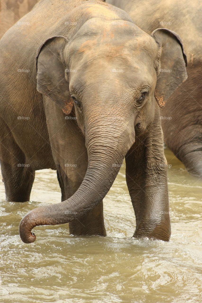 Local wildlife to Sri Lanka. 