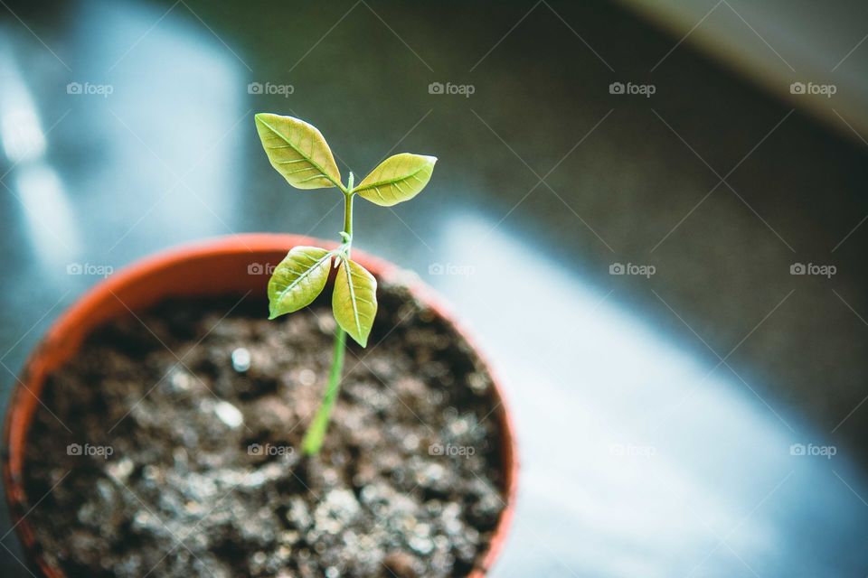 Plant growing in pot