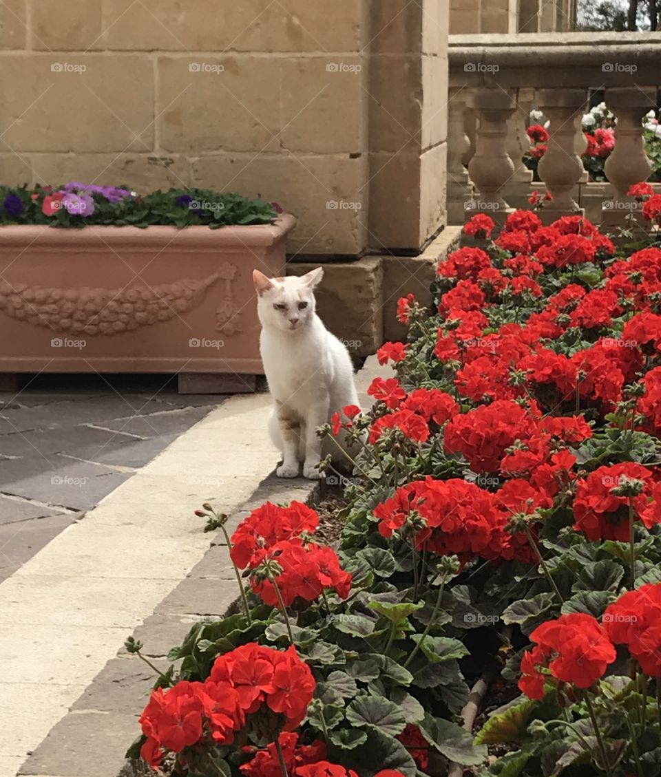 Cat behind flower red flowers 